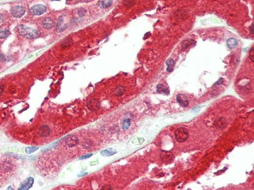 GPC6 Polyclonal Antibody Store at -20°C Host Rabbit