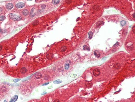 GPC6 Polyclonal Antibody Store at -20°C Host Rabbit