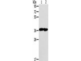 GNAT3 Polyclonal Antibody