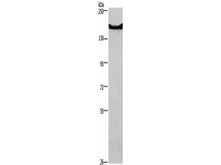 GPR124 Polyclonal Antibody - Biomarkers - Elabscience Biotechnology - MSE Supplies