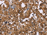 GPR171 Polyclonal Antibody