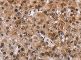 GPR171 Polyclonal Antibody