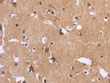 GPR172B Polyclonal Antibody