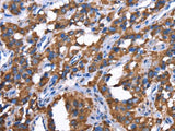 GREB1 Polyclonal Antibody