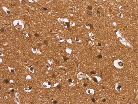 HDLBP Polyclonal Antibody Store at -20°C