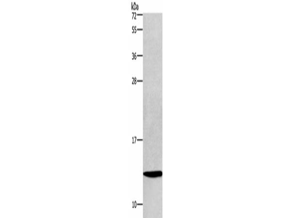 HINT1 Polyclonal Antibody Store at -20°C Host Rabbit