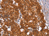 HINT1 Polyclonal Antibody Store at -20°C Host Rabbit