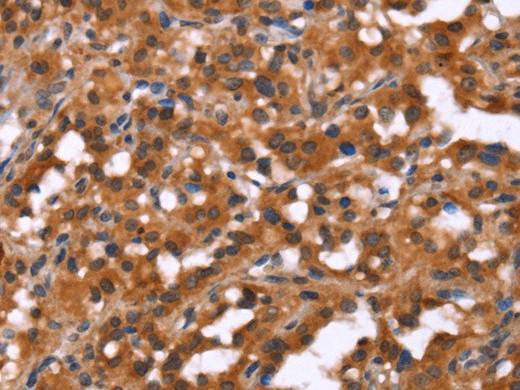 HINT1 Polyclonal Antibody Store at -20°C Host Rabbit