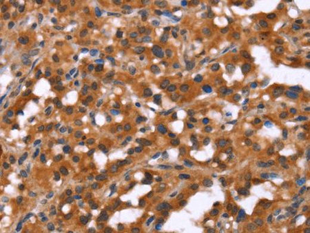 HINT1 Polyclonal Antibody Store at -20°C Host Rabbit