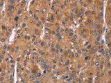 HMGCS1 Polyclonal Antibody Store at -20°C Host Rabbit