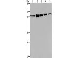 HNRNP L Polyclonal Antibody