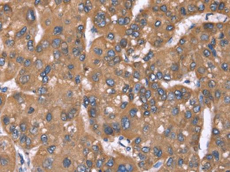 HRG Polyclonal Antibody Store at -20°C Host Rabbit