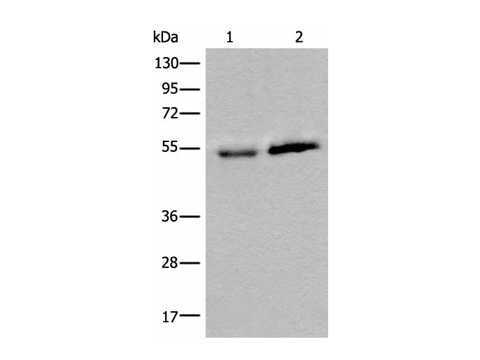 CCDC85C Polyclonal Antibody