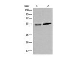 CCDC85C Polyclonal Antibody