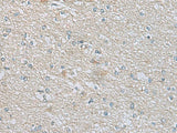 CDH12 Polyclonal Antibody