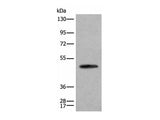 CADM2 Polyclonal Antibody