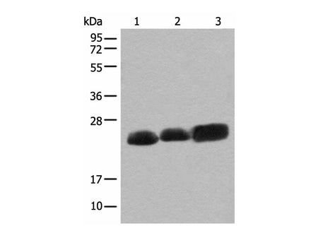 CEND1 Polyclonal Antibody