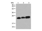 CEND1 Polyclonal Antibody