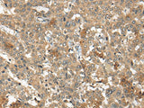 ARCN1 Polyclonal Antibody