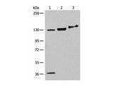 EPHA6 Polyclonal Antibody