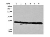 RPL14 Polyclonal Antibody