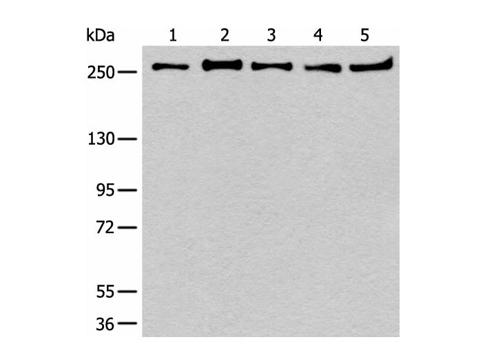 PRPF8 Polyclonal Antibody