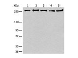 PRPF8 Polyclonal Antibody