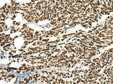 MORF4L2 Polyclonal Antibody