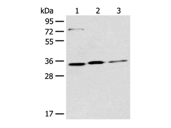 MORF4L2 Polyclonal Antibody
