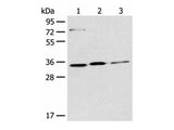 MORF4L2 Polyclonal Antibody