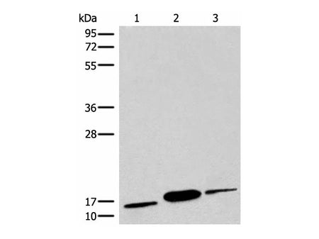 COX6A2 Polyclonal Antibody