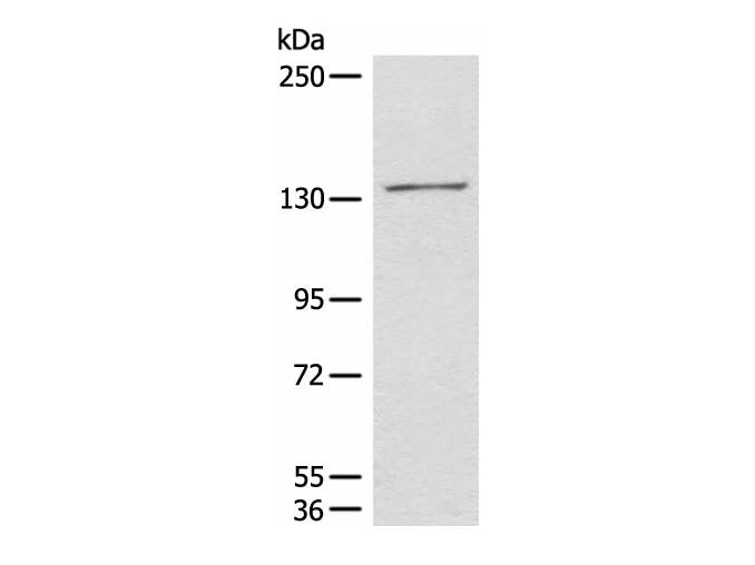 HIPK2 Polyclonal Antibody