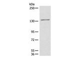HIPK2 Polyclonal Antibody