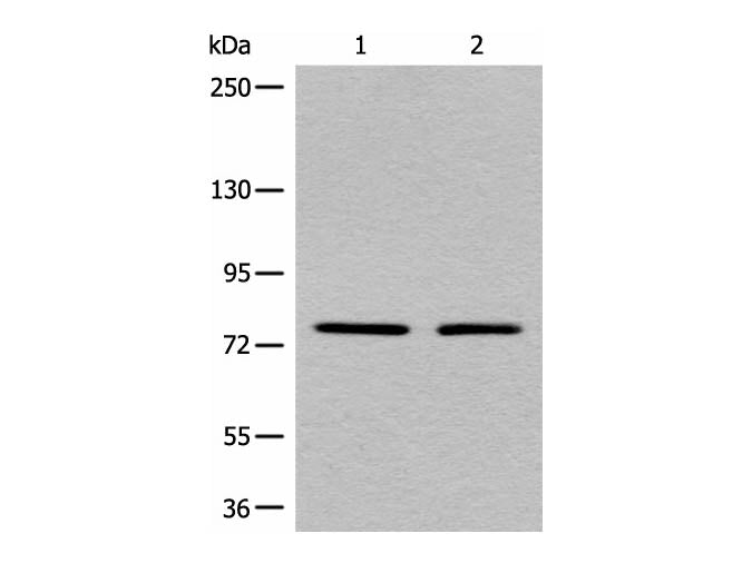 MARK2 Polyclonal Antibody