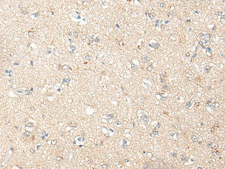 PNPO Polyclonal Antibody