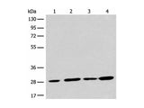 PNPO Polyclonal Antibody