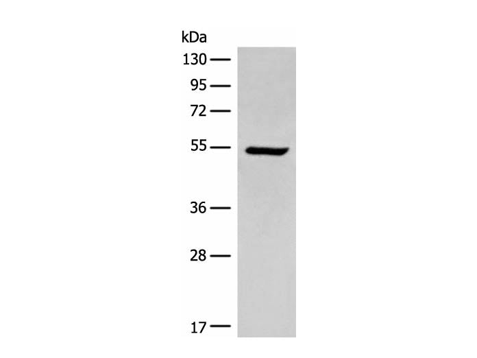 ACD Polyclonal Antibody