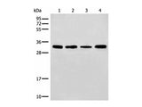 ERCC1 Polyclonal Antibody