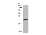 CREG1 Polyclonal Antibody