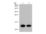 COX6C Polyclonal Antibody