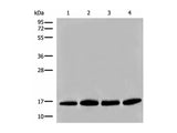 HIST1H2BA Polyclonal Antibody