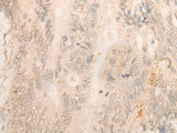 FBXO32 Polyclonal Antibody