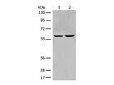 EBF2 Polyclonal Antibody