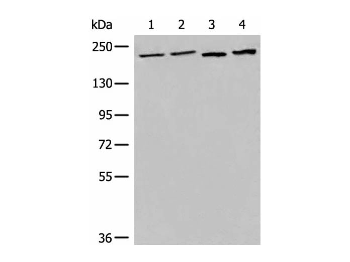 EEA1 Polyclonal Antibody