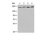 EEA1 Polyclonal Antibody