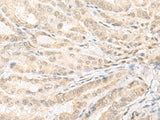EMX1 Polyclonal Antibody