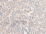EMX1 Polyclonal Antibody