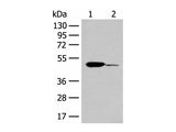 ACOD1 Polyclonal Antibody