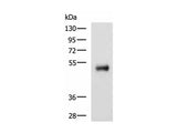 METTL17 Polyclonal Antibody