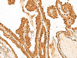 FAM111B Polyclonal Antibody